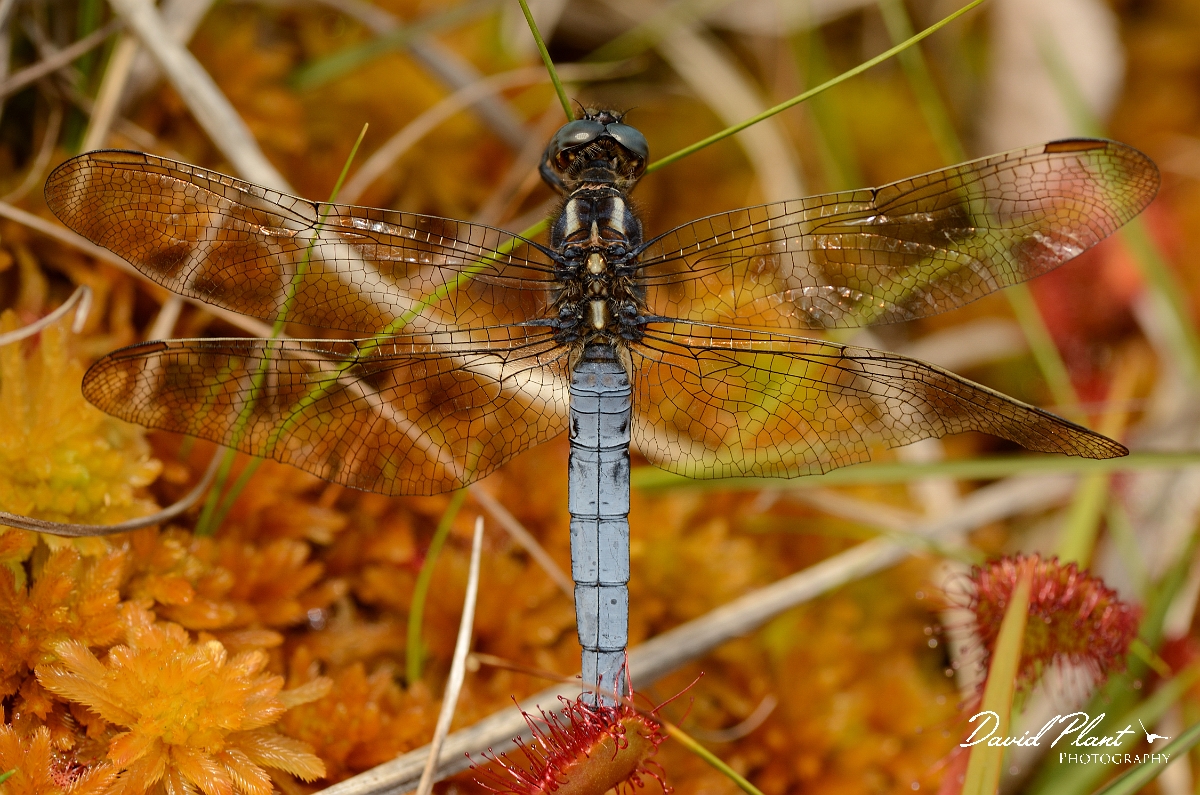 David Plant Photography - Wildlife Photography - Keeled skimmer - A.jpg - Keeled skimmer caught on sundew - Dorset